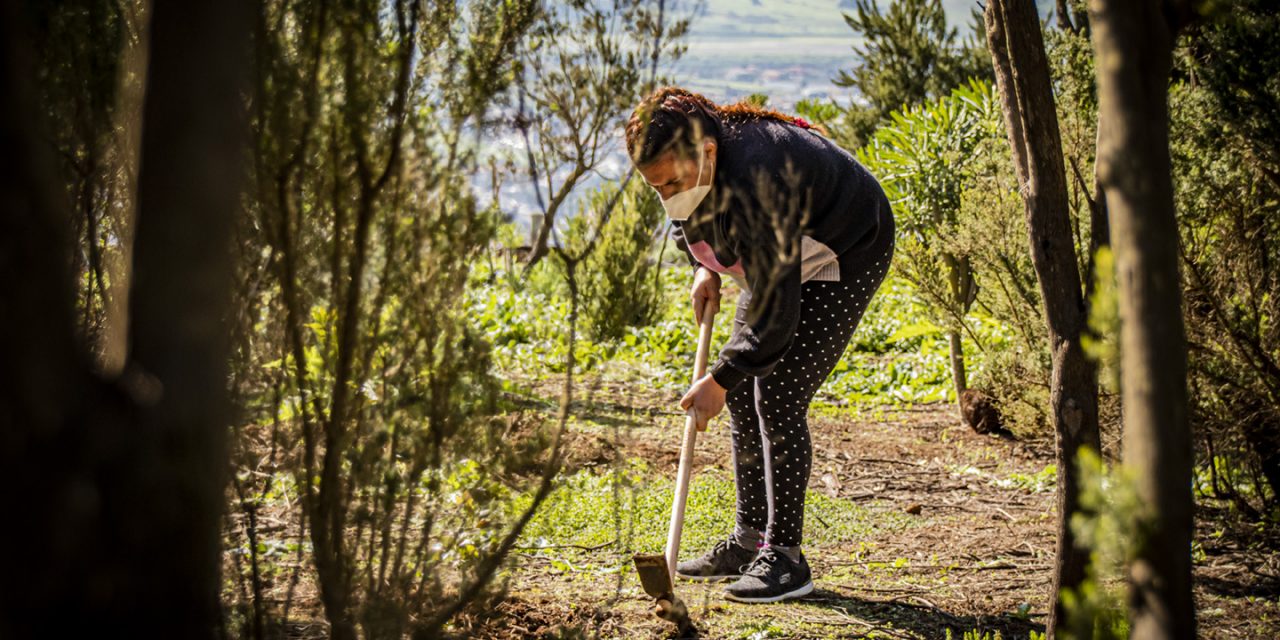 El Ayuntamiento acometerá una campaña de reforestación en Mesa Mota
