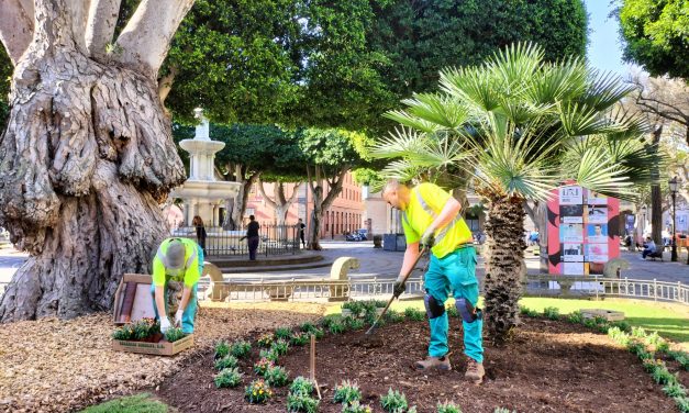 Más de 2.500 flores embellecerán esta primavera los parques y jardines del centro histórico de La Laguna