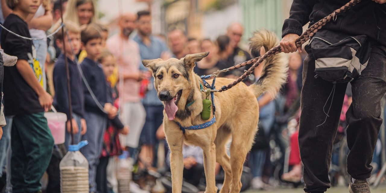 La Feria de La Adopción de La Laguna reivindica este fin de semana la tenencia responsable de mascotas