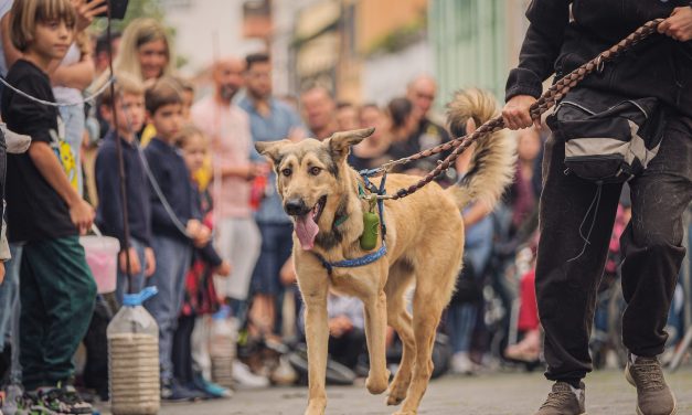 La Feria de La Adopción de La Laguna reivindica este fin de semana la tenencia responsable de mascotas
