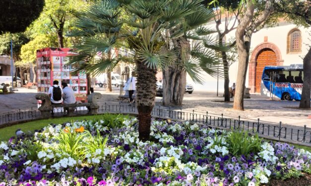 Servicios Municipales viste de flores la ciudad para celebrar las Fiestas del Cristo y dar la bienvenida al otoño
