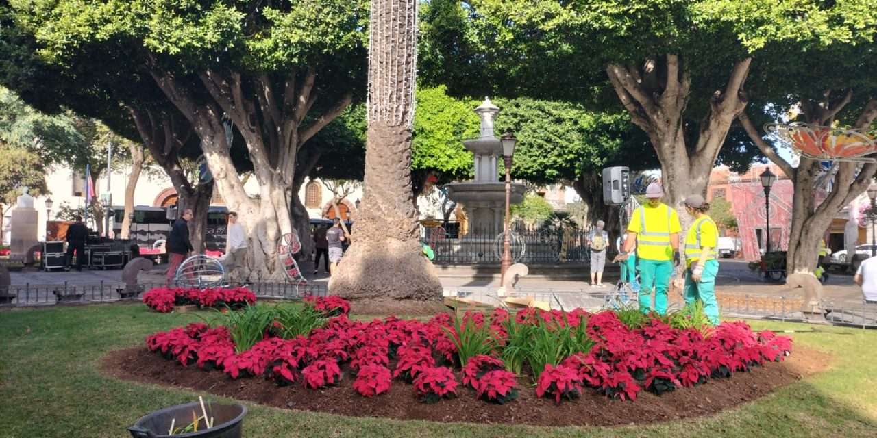 Un total de 10.000 flores de pascua transforman La Laguna en un jardín navideño