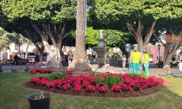 Un total de 10.000 flores de pascua transforman La Laguna en un jardín navideño
