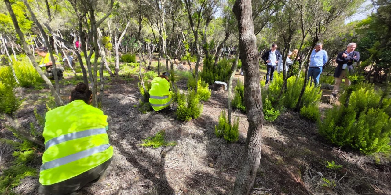 La Laguna pone en marcha nuevas acciones de recuperación ambiental en la Mesa Mota y San Roque