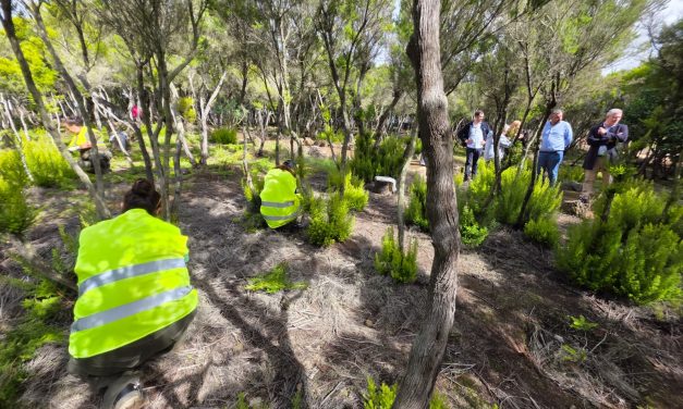 La Laguna pone en marcha nuevas acciones de recuperación ambiental en la Mesa Mota y San Roque