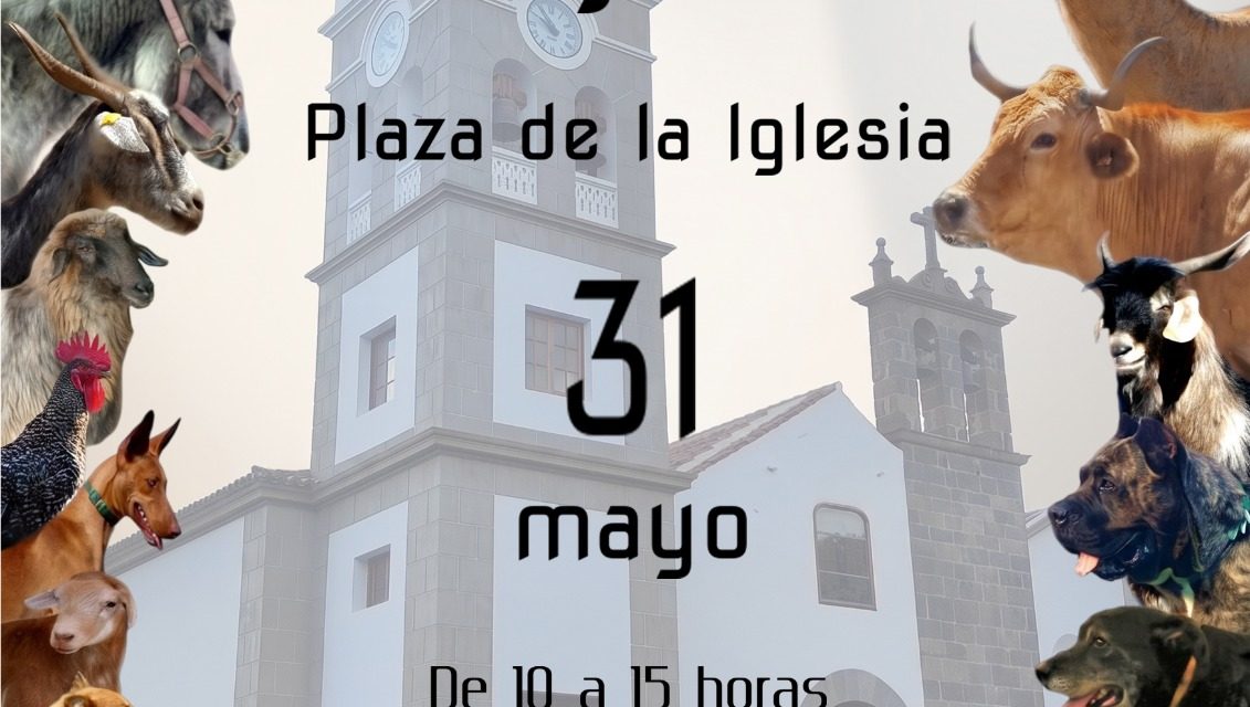Tejina ofrece este domingo una amplia muestra de razas autóctonas canarias