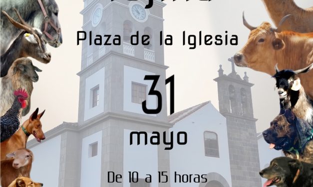 Tejina ofrece este domingo una amplia muestra de razas autóctonas canarias