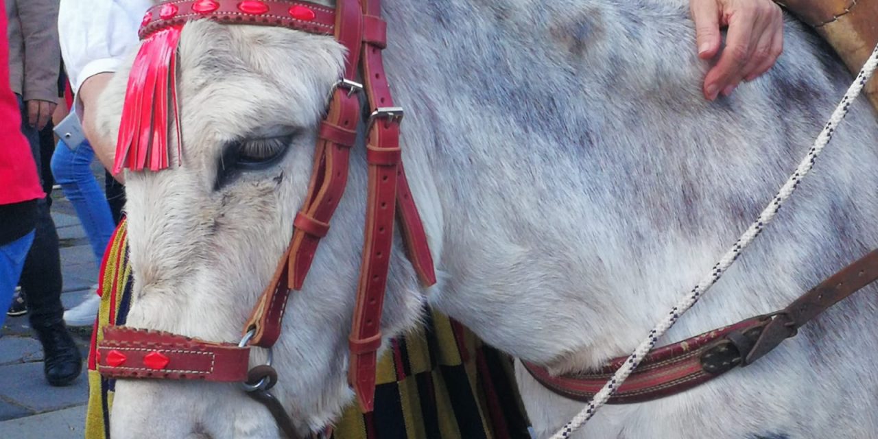 La Laguna ensalza la figura de la oveja palmera en la XVII edición de la Noche de Los Burros