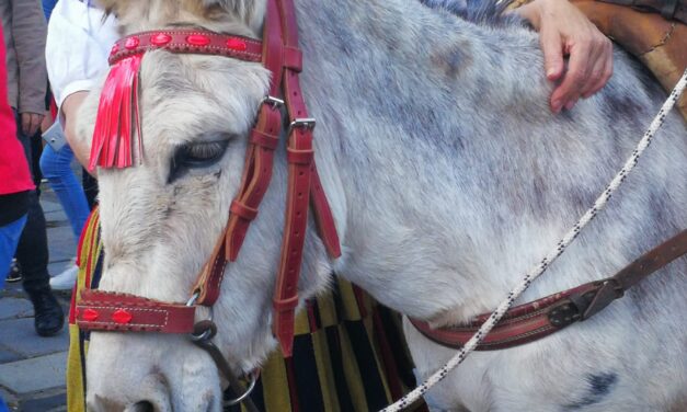 La Laguna celebra este jueves una nueva edición de la Noche de los Burros