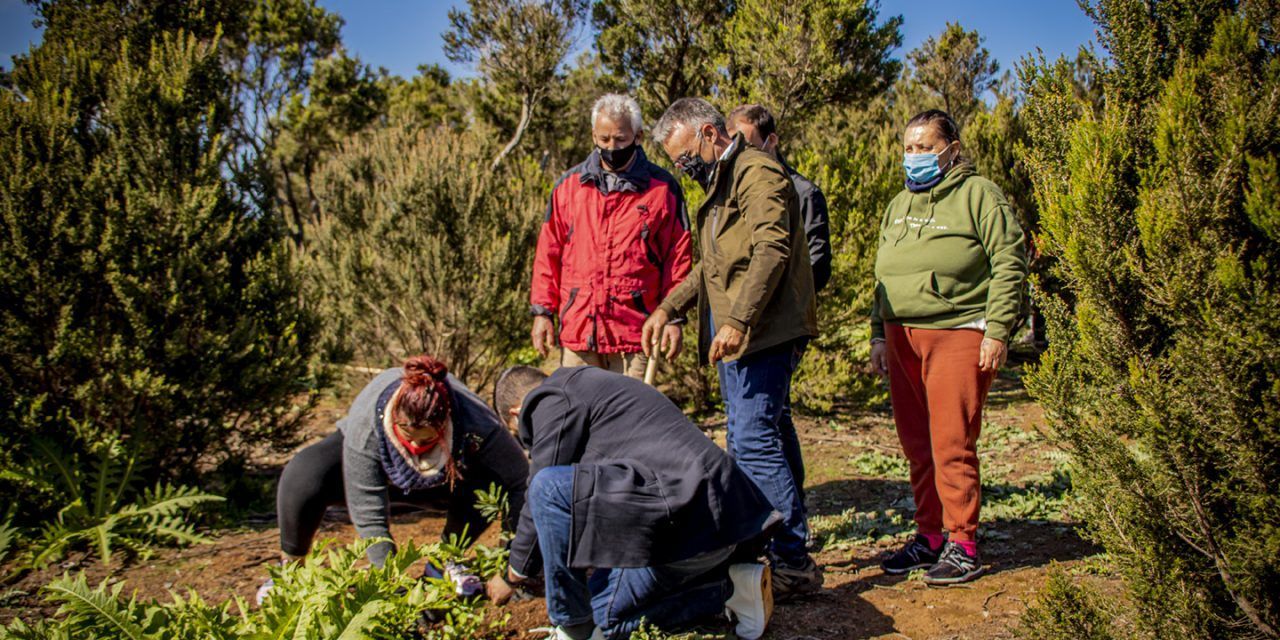 El Ayuntamiento planta dos centenares de fayas en Mesa Mota para impulsar la recuperación del ecosistema natural