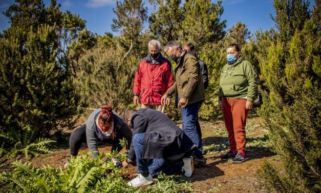El Ayuntamiento planta dos centenares de fayas en Mesa Mota para impulsar la recuperación del ecosistema natural