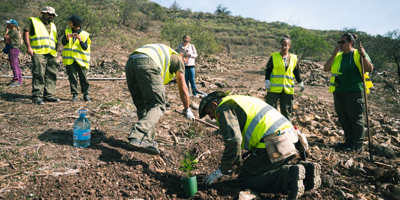 El Ayuntamiento de La Laguna recupera las especies autóctonas en la ladera de San Roque