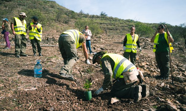 El Ayuntamiento de La Laguna recupera las especies autóctonas en la ladera de San Roque